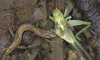 death of a cricket